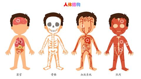 人体结构