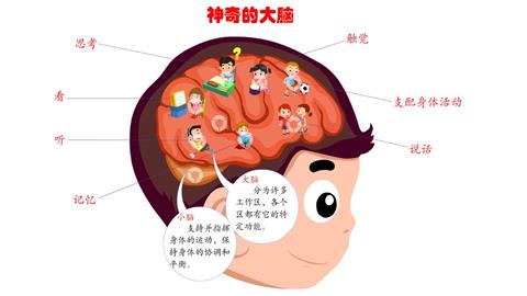 神奇的大脑