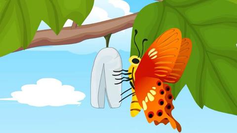 蝴蝶的成长日记