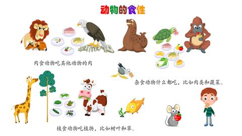 动物的食性