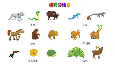 动物的语言