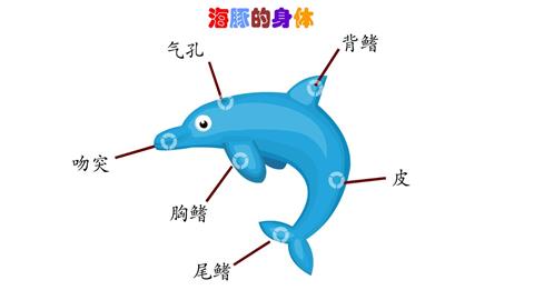 海豚的身体