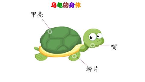 乌龟的身体