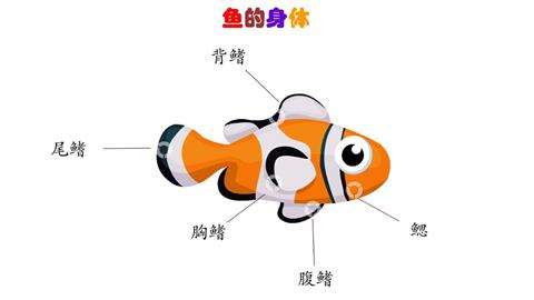 鱼的身体
