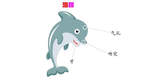 海豚