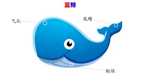 蓝鲸