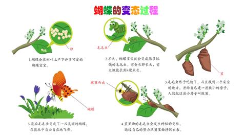 蝴蝶的变态过程