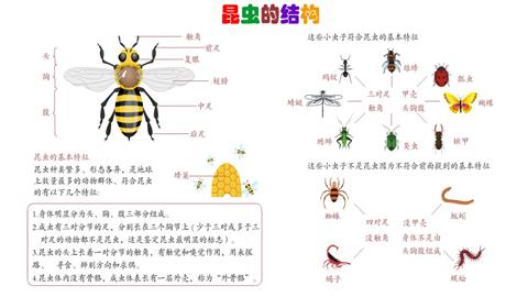 昆虫的结构