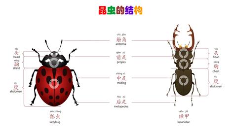 昆虫的结构