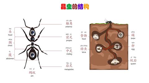 昆虫的结构