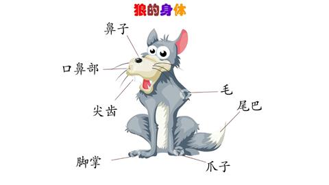 狼的身体