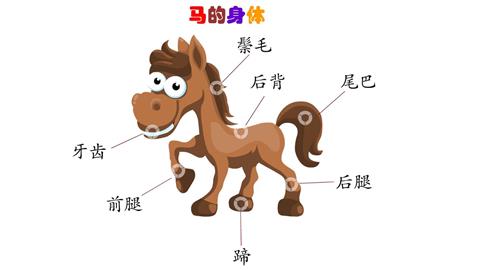 马的身体