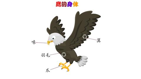鹰的身体