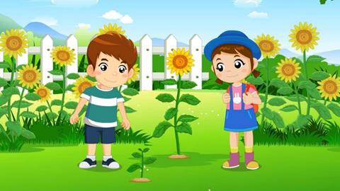 植物的组成部分