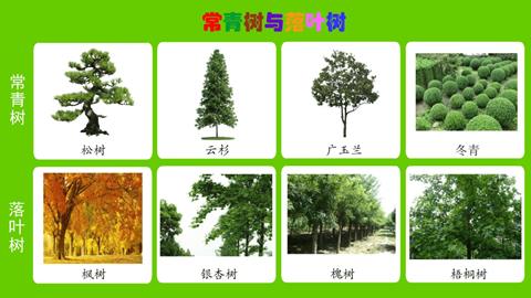 常青树与落叶树