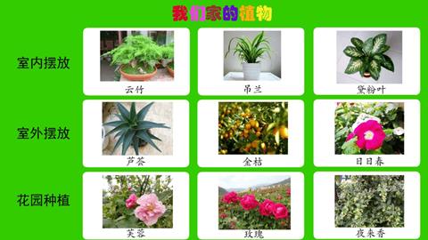 我们家的植物