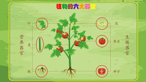 植物的六大器官