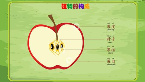 植物的构成