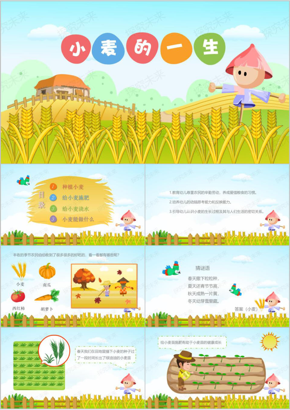 科学-小麦的一生