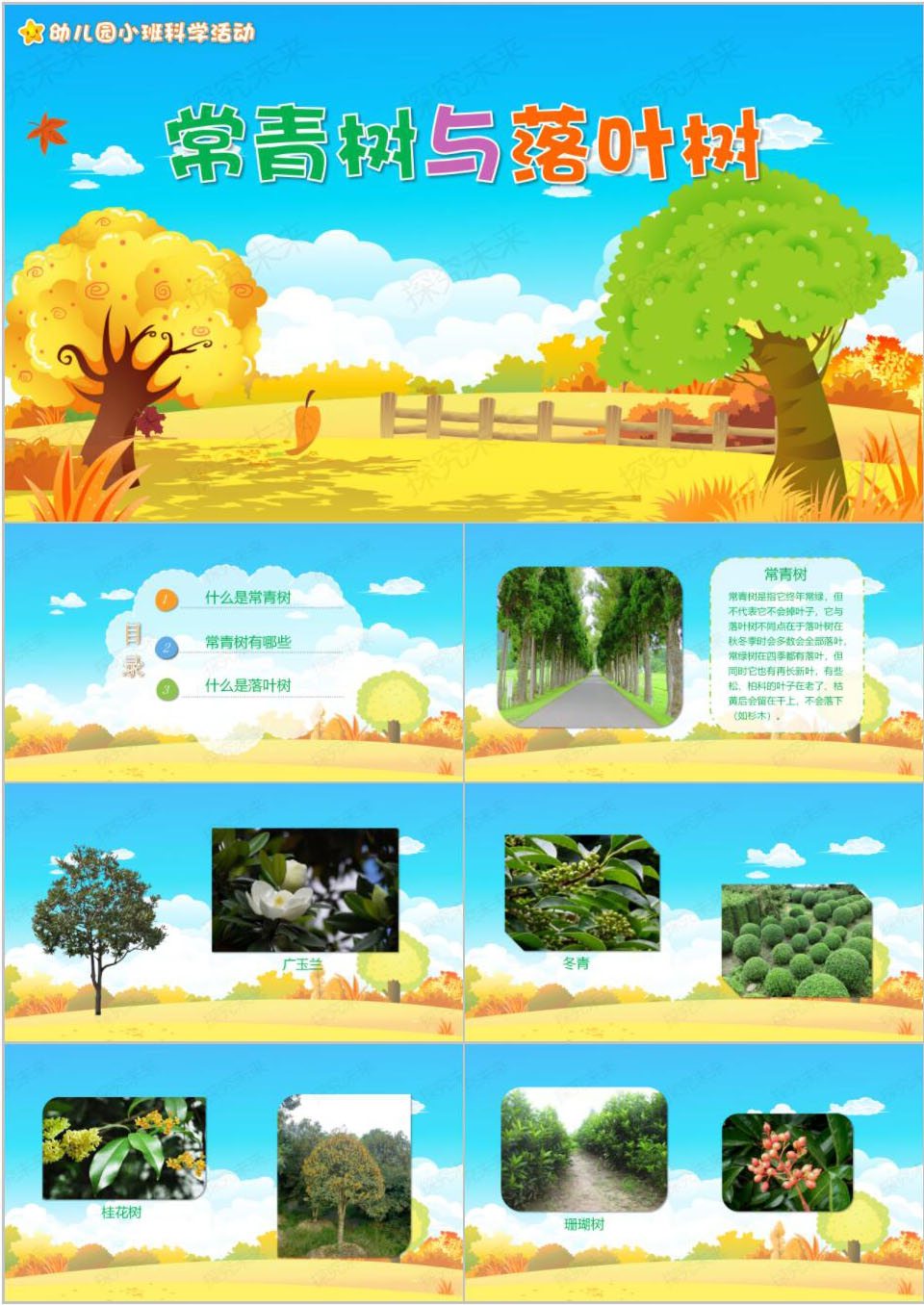 科学-常青树与落叶树