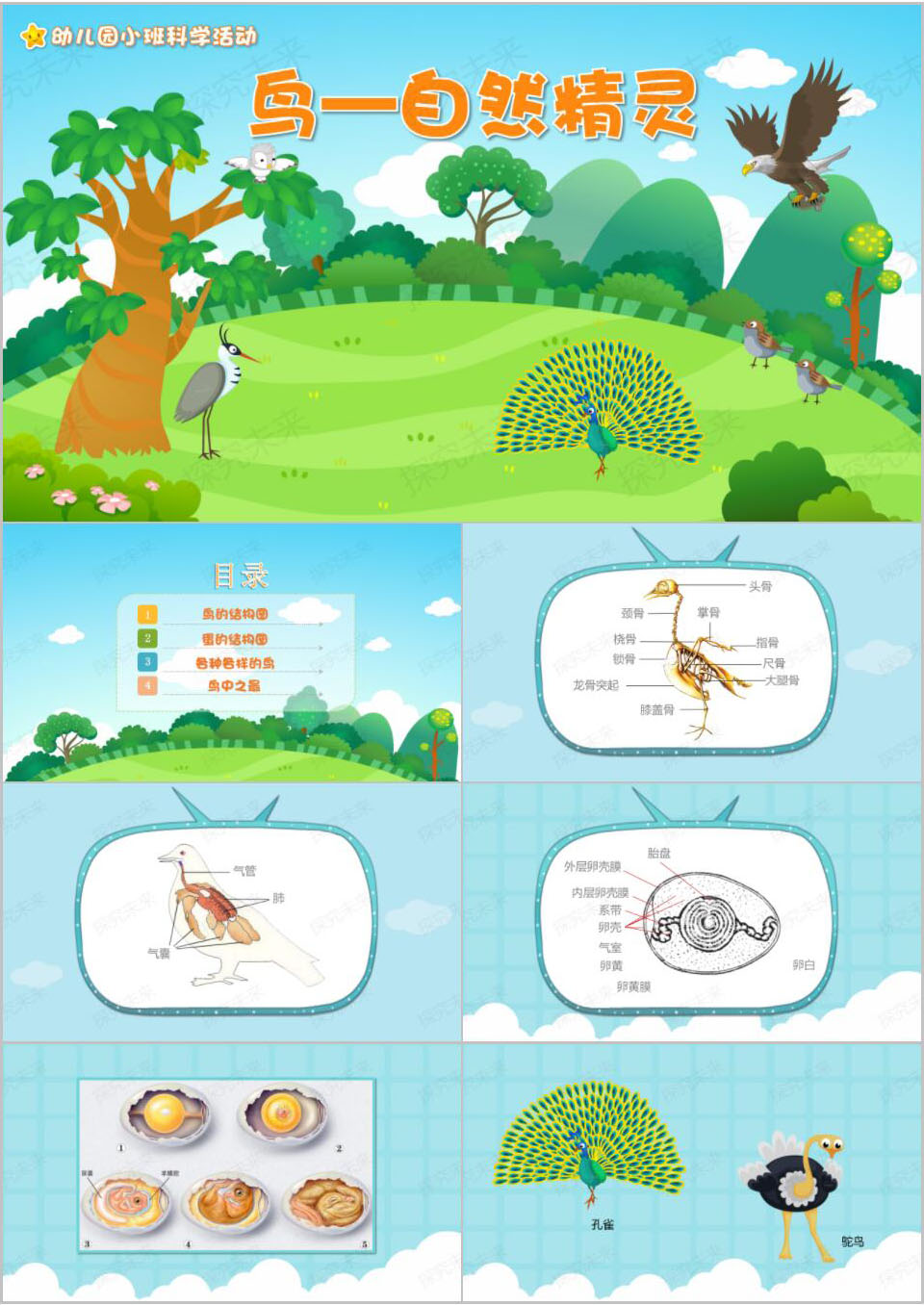 科学-鸟自然精灵